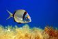 Two Banded Bream